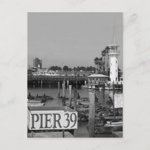 B&W Pier 39 Seelöwen Postkarte