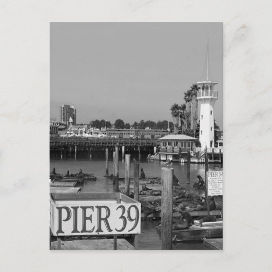 B&W Pier 39 Seelöwen Postkarte (Vorderseite)