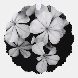 b&w Plumbago Ornament Karte