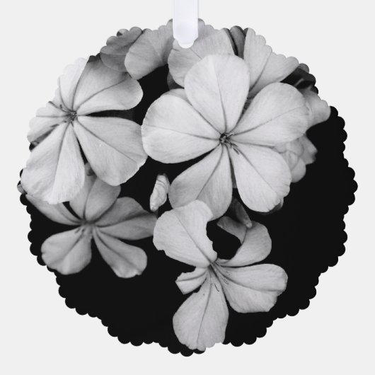 b&w Plumbago Ornament Karte (Vorderseite)