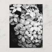 B&W POSTKARTE (Vorderseite)