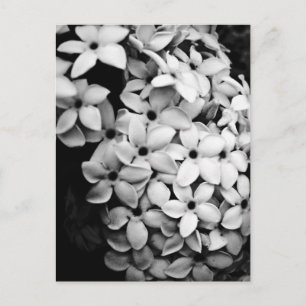 B&W POSTKARTE