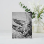 B&W Rhinoceros Postkarte (Stehend Vorderseite)