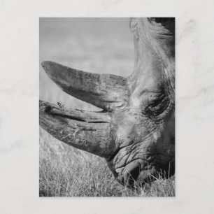 B&W Rhinoceros Postkarte
