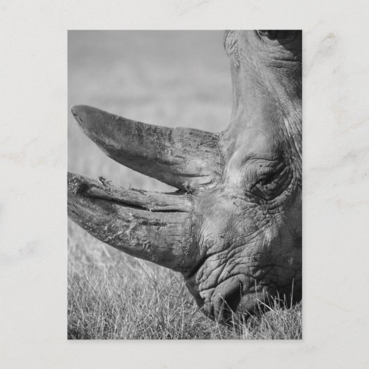 B&W Rhinoceros Postkarte (Vorderseite)