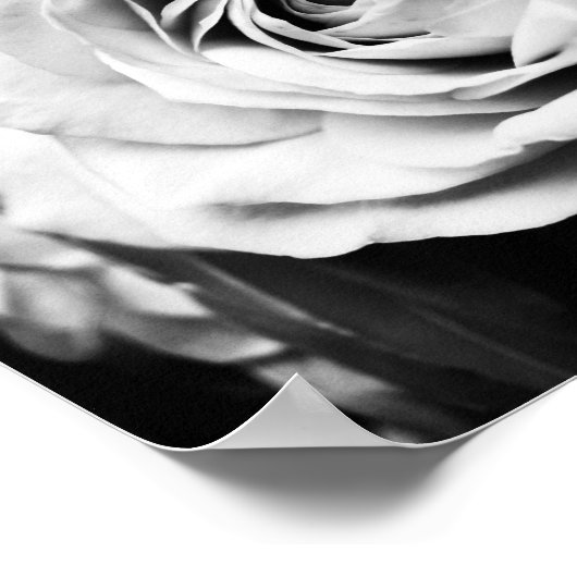 B&W-Rose beschleunigt Poster (Ecke)