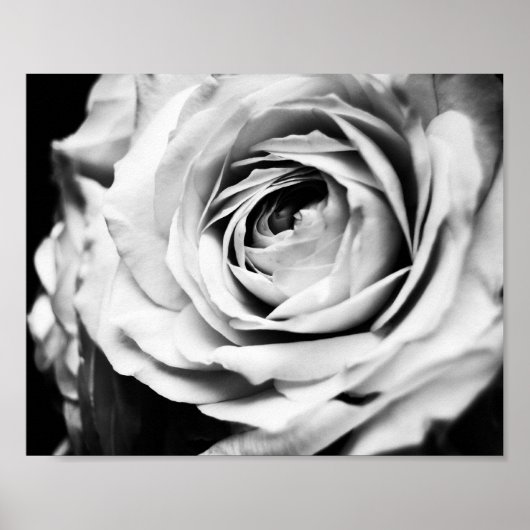 B&W-Rose beschleunigt Poster (Vorne)