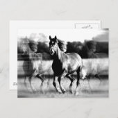 B&W Running Pferd Postkarte (Vorne/Hinten)