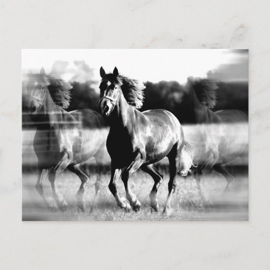 B&W Running Pferd Postkarte (Vorderseite)