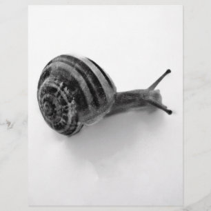 B&W Schnecke