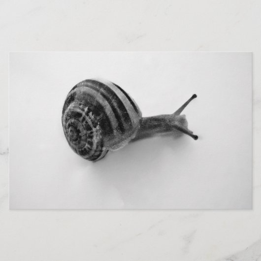 B&W Schnecke Briefpapier (Vorderseite)