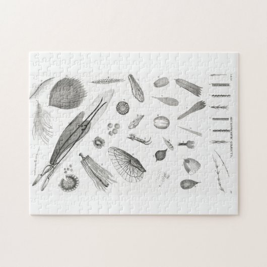 B&W Science Microbiology Magnification Microscopic Puzzle (Horizontal)