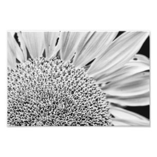 B&W Sonnenblume Fotodruck