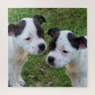 B W Staffordshire Bull Terrier Welpen, Jigsaw Puzzle