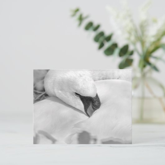 B&W Swan Postkarte (Stehend Vorderseite)