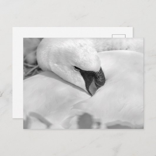 B&W Swan Postkarte (Vorne/Hinten)