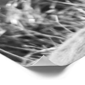 B&W Tiger Profile Foto Poster (Ecke)