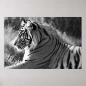 B&W Tiger Profile Foto Poster (Vorne)