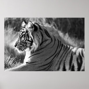 B&W Tiger Profile Foto Poster