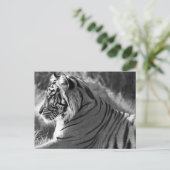 B&W Tiger Profile Foto Postkarte (Stehend Vorderseite)