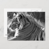 B&W Tiger Profile Foto Postkarte (Vorne/Hinten)