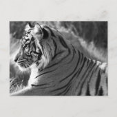 B&W Tiger Profile Foto Postkarte (Vorderseite)