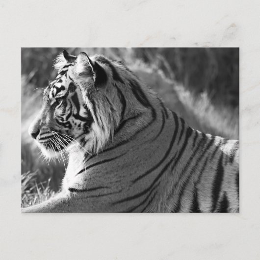 B&W Tiger Profile Foto Postkarte (Vorderseite)