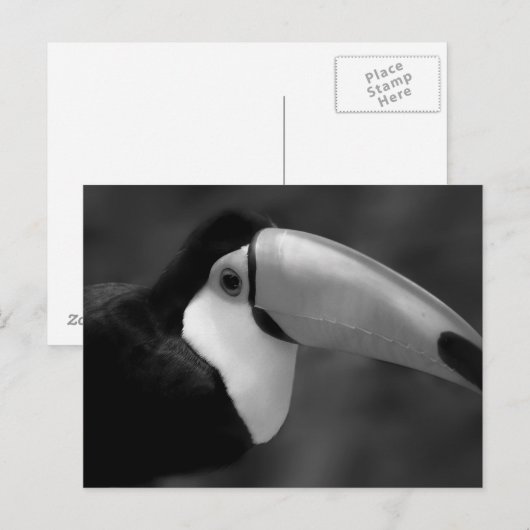 B&W Tucano-Vogel Postkarte (Vorne/Hinten)