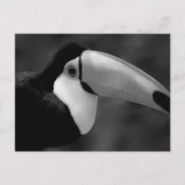B&W Tucano-Vogel Postkarte
