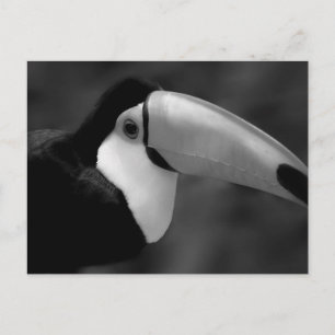 B&W Tucano-Vogel Postkarte