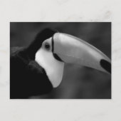 B&W Tucano-Vogel Postkarte (Vorderseite)