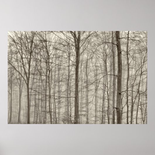 B&W Wald mit Morgennebel hinter den Bäumen Poster (Vorne)