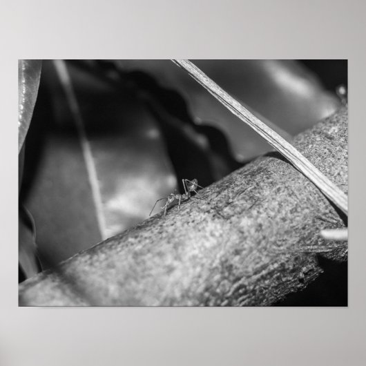 B&W - Weaver Ant on a Wood Poster (Vorne)