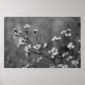 B&W White Blume Poster (Vorne)