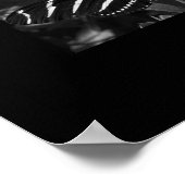 B&W Zebra Butterfly auf schwarz Poster (Ecke)