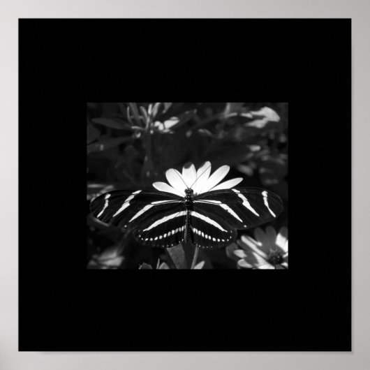 B&W Zebra Butterfly auf schwarz Poster (Vorne)