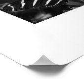 B&W Zebra Butterfly auf Weiß Poster (Ecke)