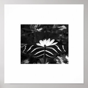 B&W Zebra Butterfly auf Weiß Poster