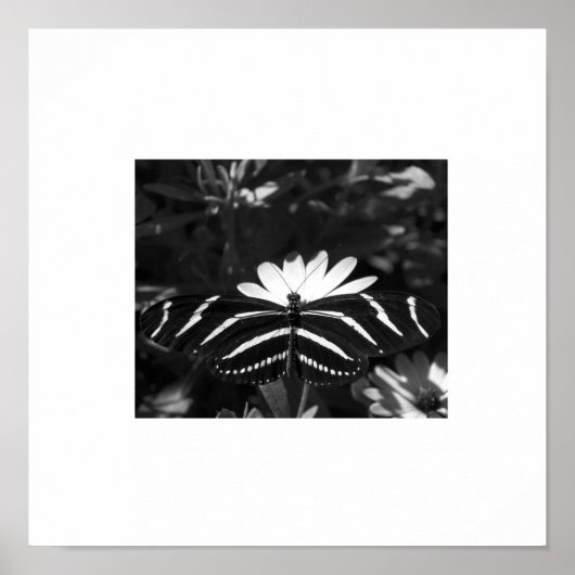 B&W Zebra Butterfly auf Weiß Poster (Vorne)