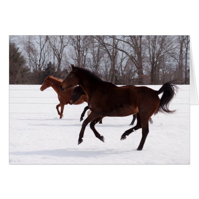 B-Zen-Schnee-Lauf (Vorderseite (Horizontal))