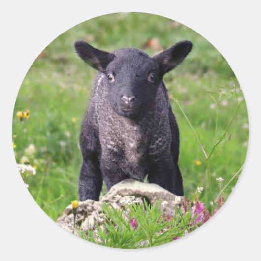 Baa Baa Black Sheep Sticker (Vorderseite)