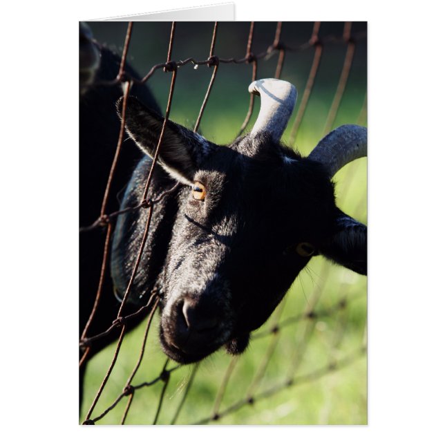 Baaaad Frachtwaggon Betty (Vorne)