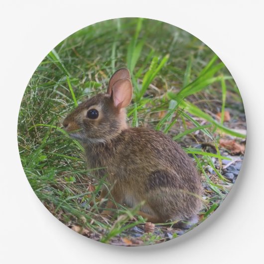 Babby Bunny Papierplatte Pappteller (Vorderseite)