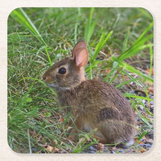 Babby Bunny Papieruntersetzer Rechteckiger Pappuntersetzer (Vorderseite)