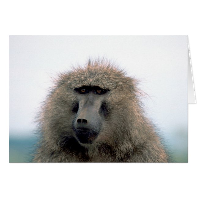 Baboon (Vorderseite (Horizontal))