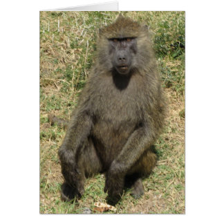 Baboon