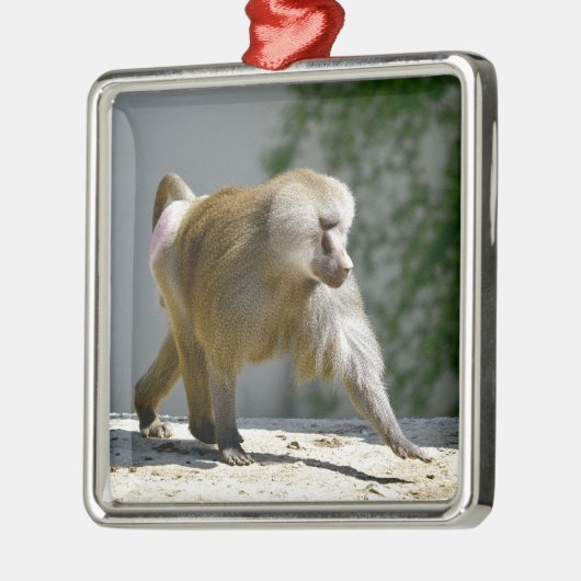 Baboon auf dem Boden Ornament Aus Metall (Links)