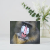 Baboon Face Postcard Postkarte (Stehend Vorderseite)