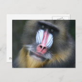 Baboon Face Postcard Postkarte (Vorne/Hinten)
