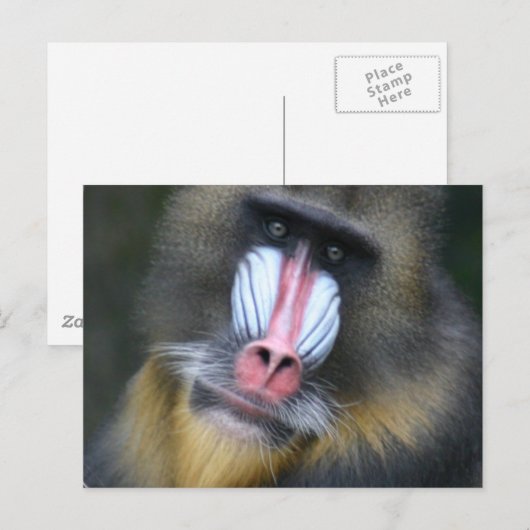 Baboon Face Postcard Postkarte (Vorne/Hinten)